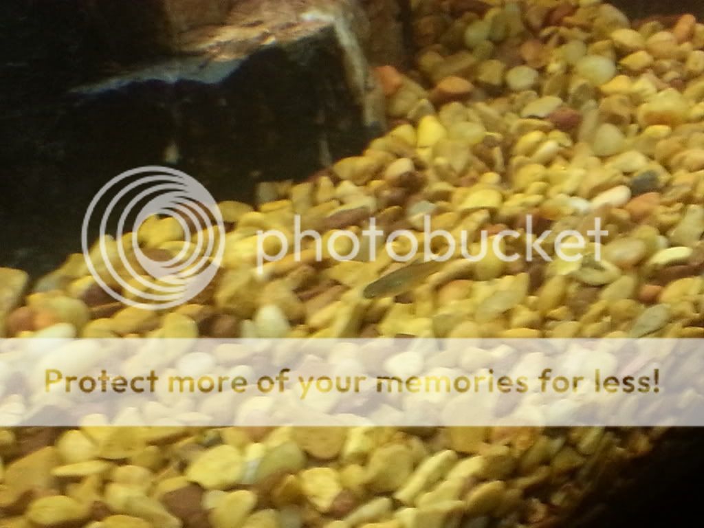 20121028_203153_zps83783beb.jpg
