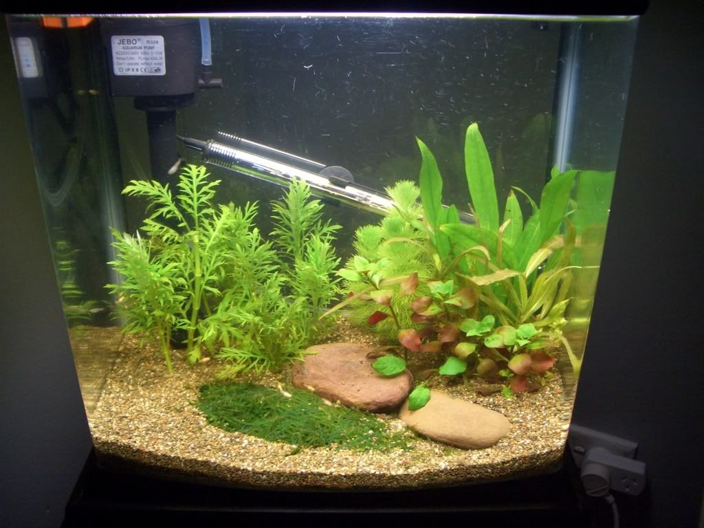 tank2beginning.jpg
