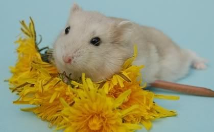 shrumpy1.jpg