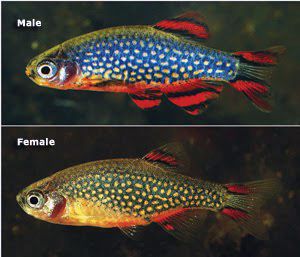 AquJeboCelestial-Pearl-Danio-MF612_edited-1.jpg