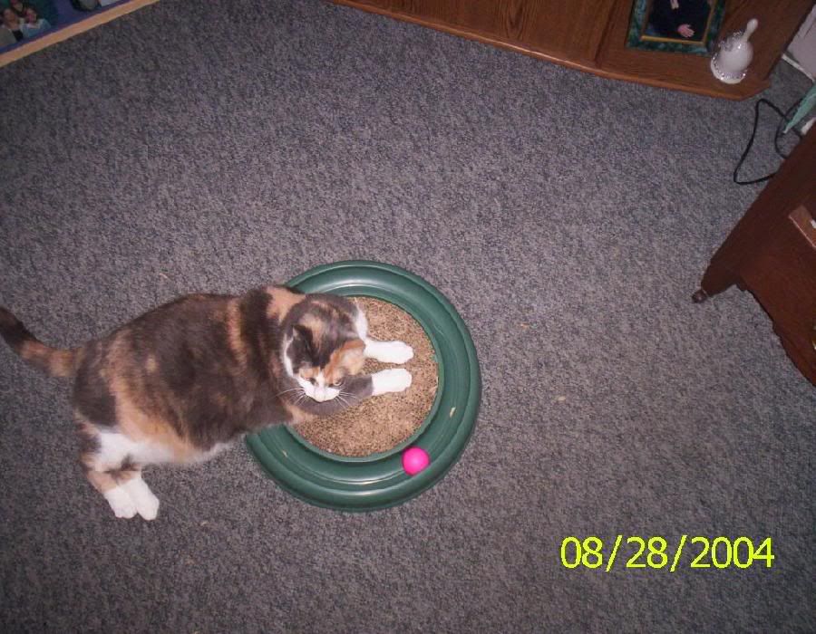 Molly2.jpg