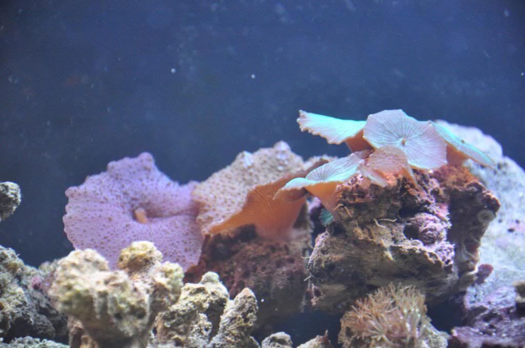 fishpictures041.jpg