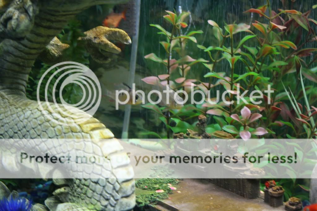aquariums108.jpg