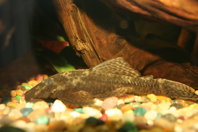 fish016.jpg