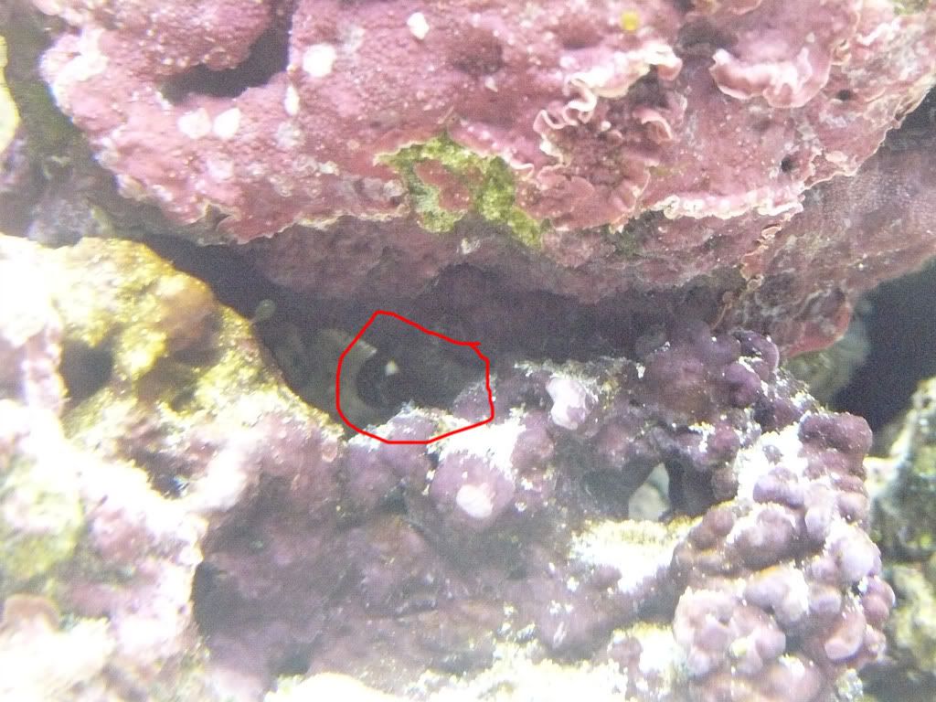 crab2.jpg