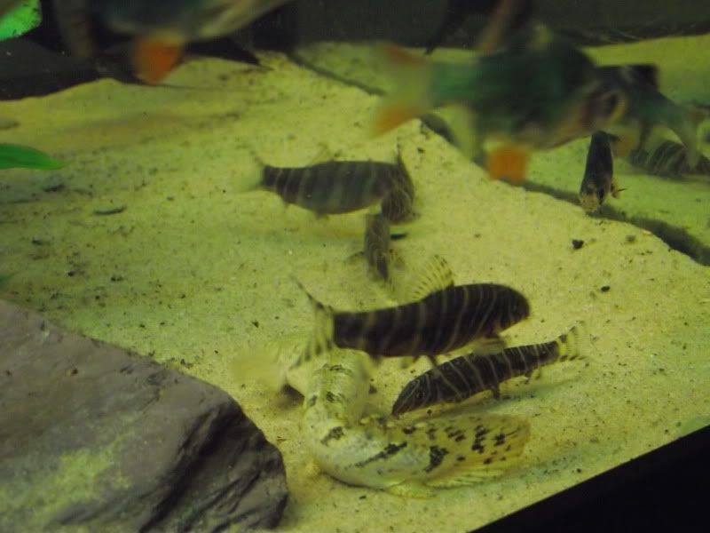 DSCF1602.jpg