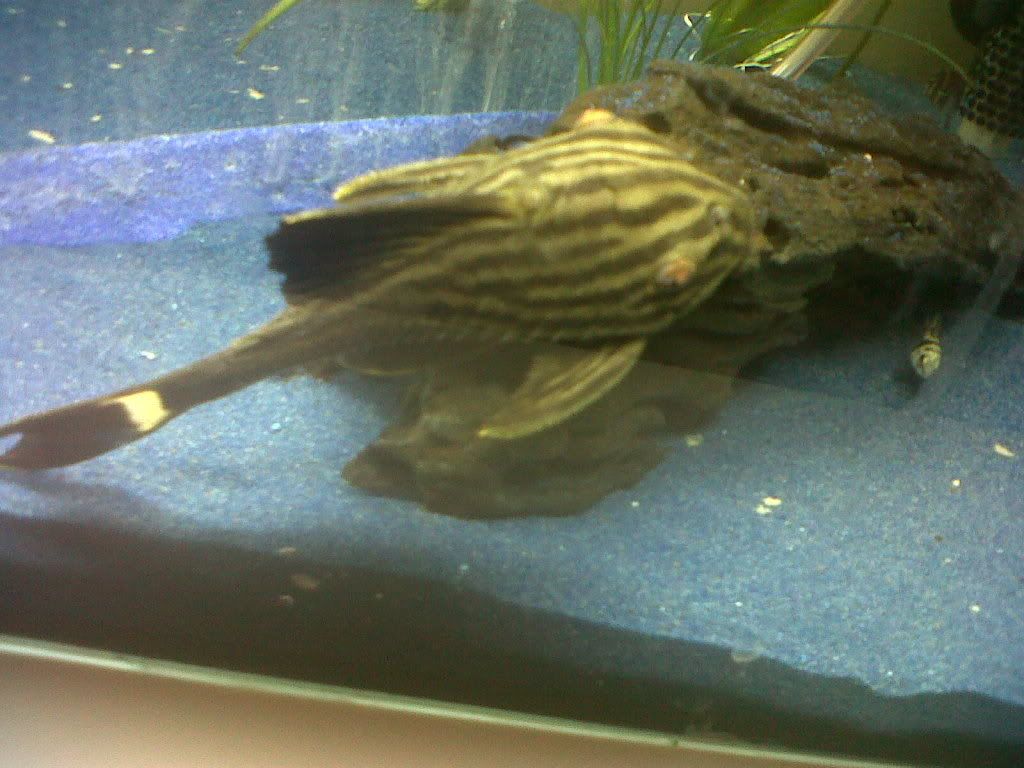 IMG00079-20110624-1015.jpg
