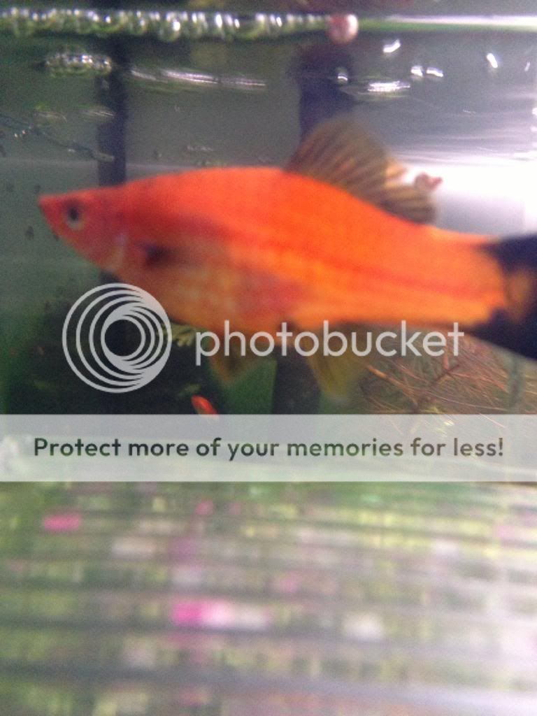 photo-20_zps3b4a9b47.jpg