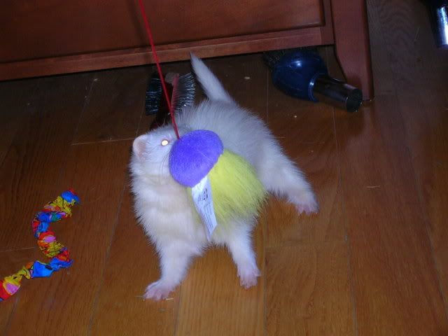 fuzzies067.jpg