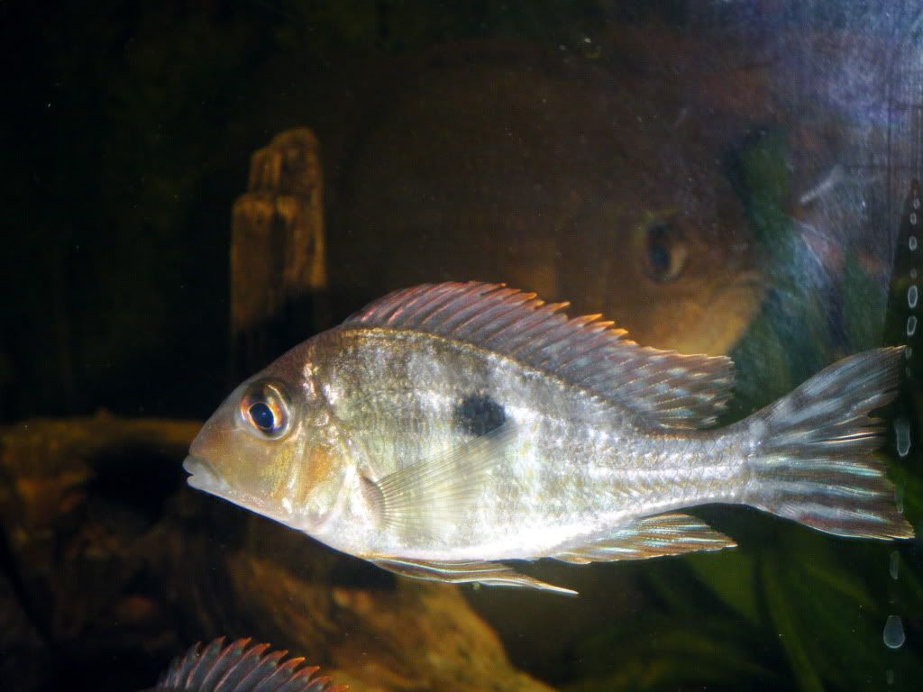 DSCF1065.jpg