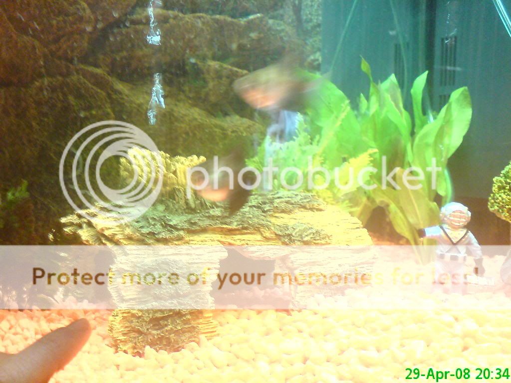 DSC00037.jpg