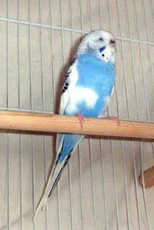 bird1.jpg