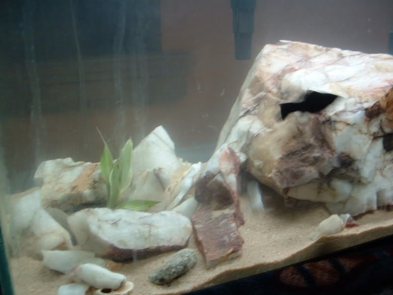 goodfishtank007.jpg