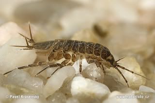 asellus-aquaticus-1494.jpg