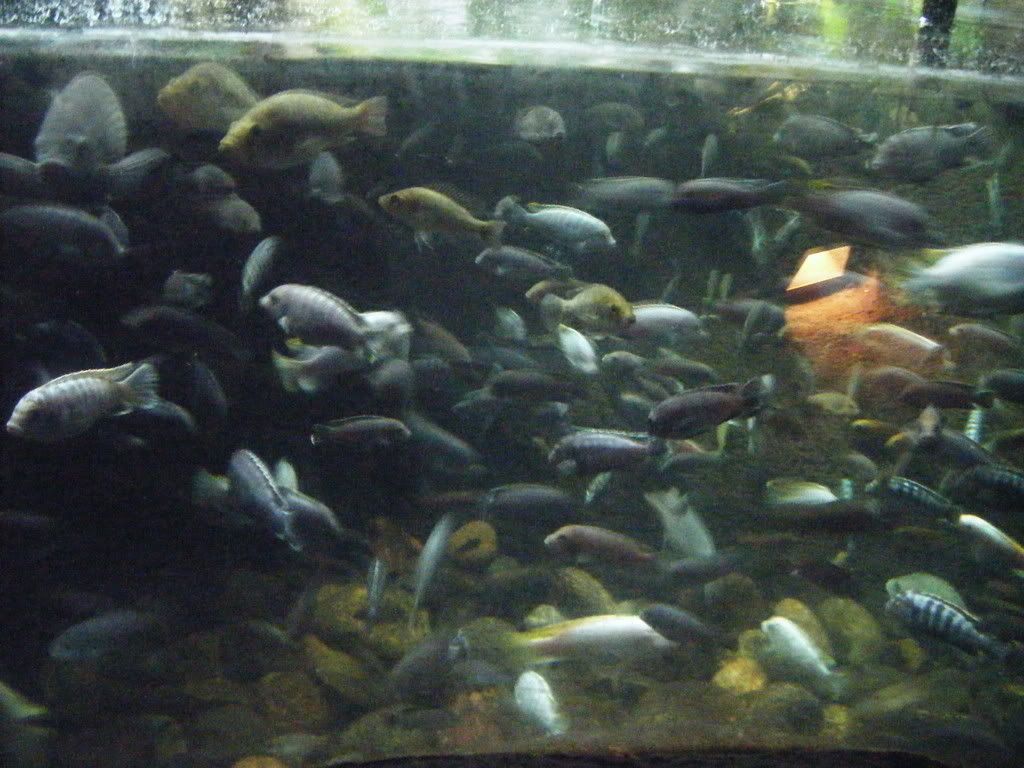 LakeVictoriaAfricans.jpg