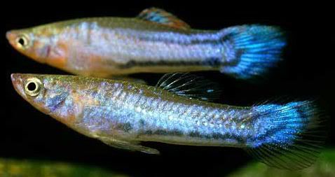 blue-melanzona.jpg