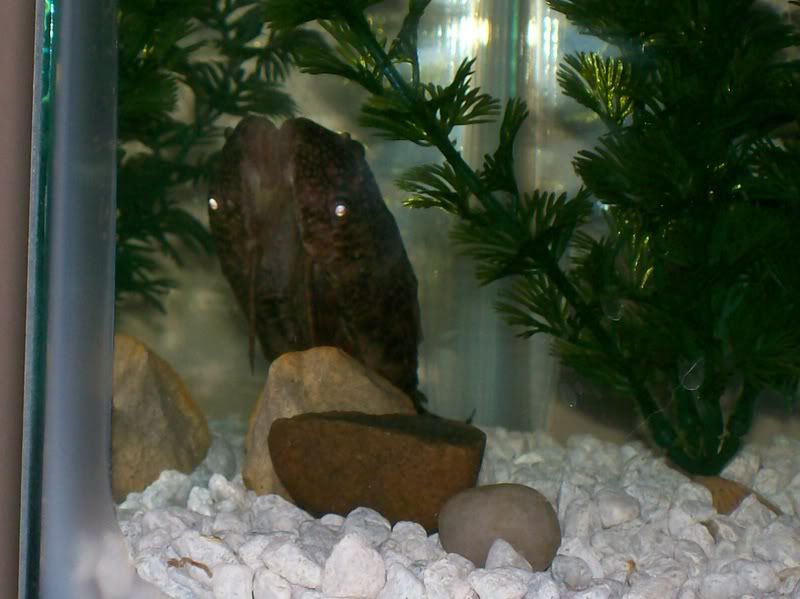 pleco4.jpg