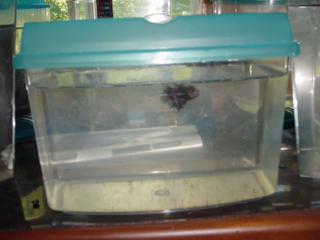 Fishyhomes019.jpg