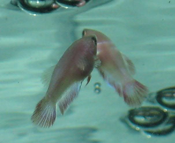 Fish222.jpg