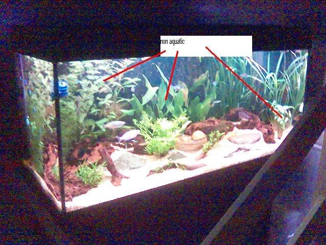 nonaquatic3.jpg