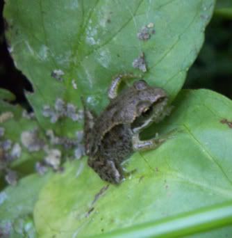 froggie.jpg