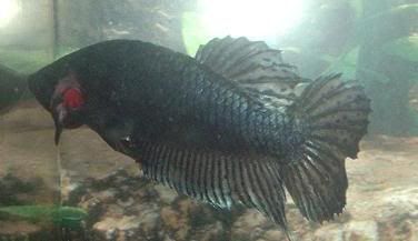 fish2.jpg