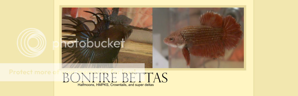 bbettas-1.png