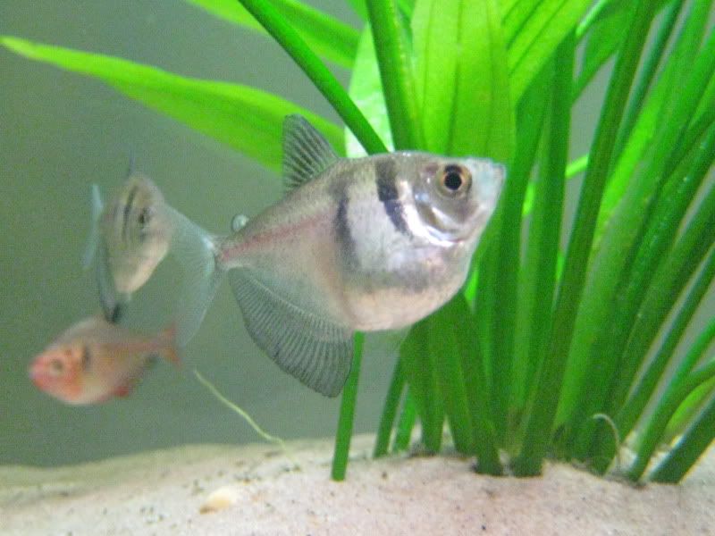 fish005.jpg