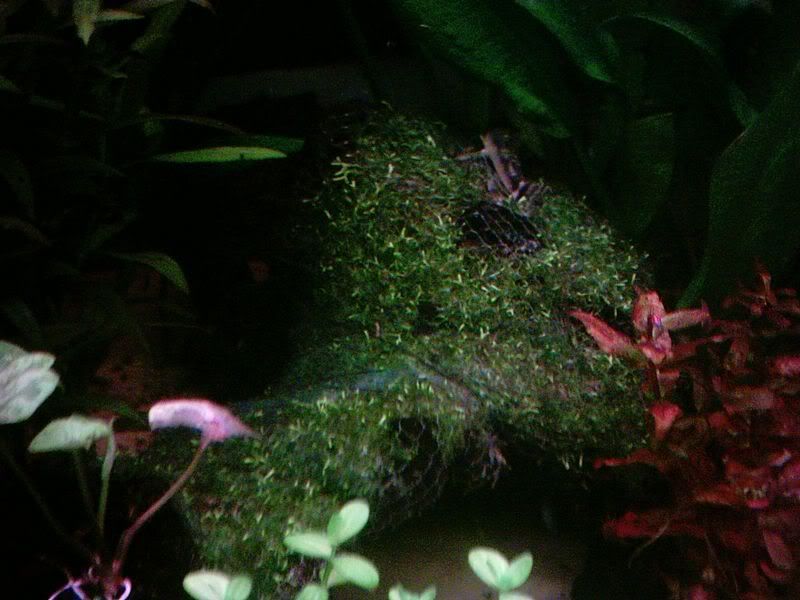 Riccia270107.jpg