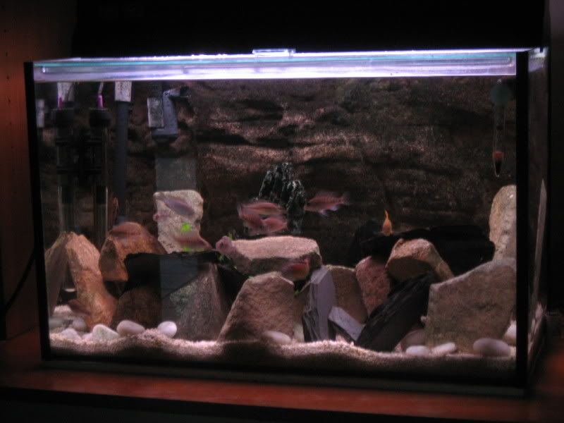 newtank005.jpg