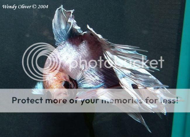 10gl_bettas_2004-6-4_00015a.jpg