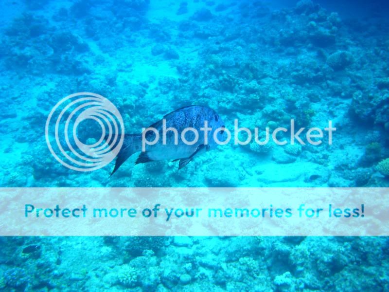 underwater147.jpg