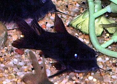 P1130501-black.jpg