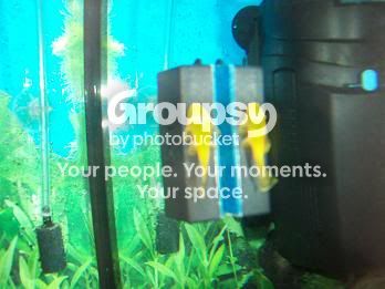 bristlenose.jpg
