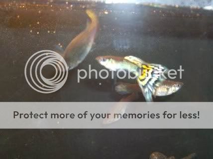 guppies1062.jpg