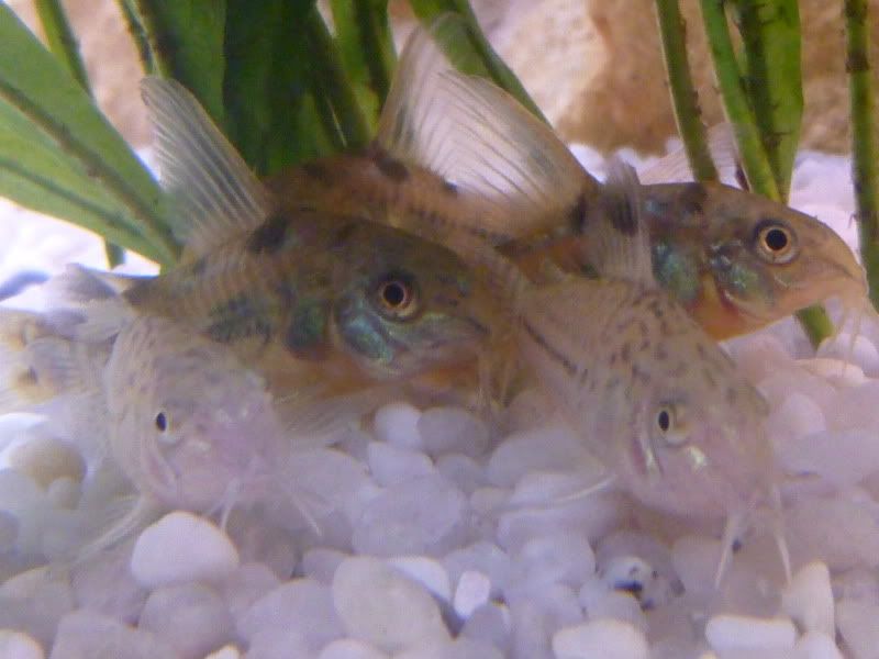 corys.jpg