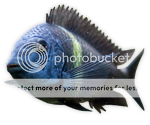 avatar.png