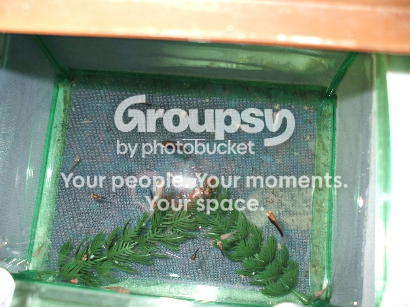 fishtankswithnewplants-18.jpg