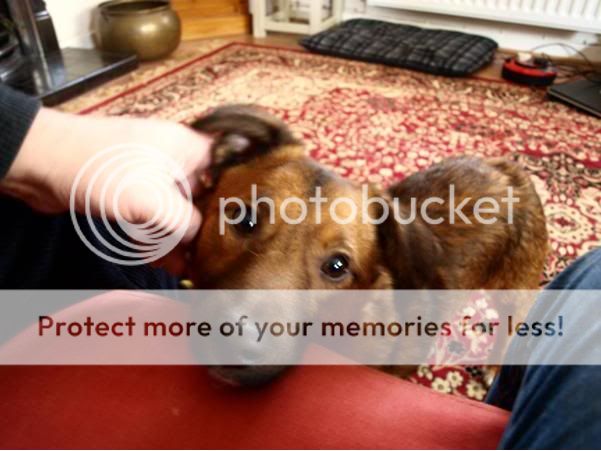 FishingforinfosdogBarley.jpg