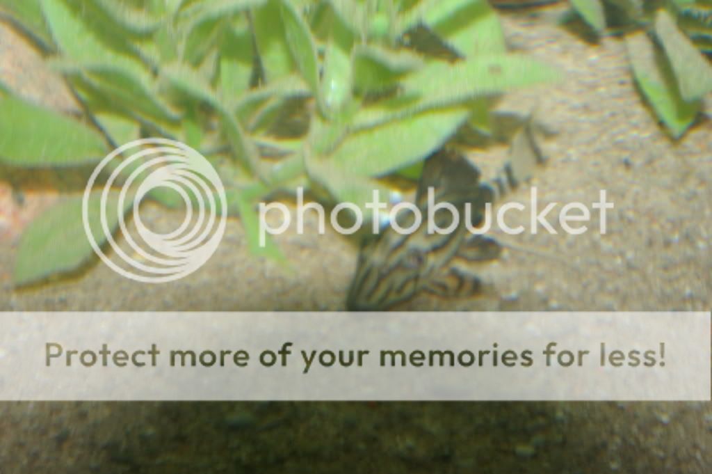 IMGP0077.jpg