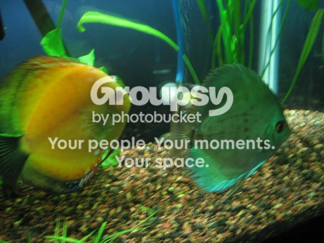 photobucket012.jpg