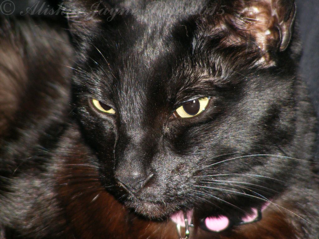 Bugsy%2019th%20March%2015_zpslvotnirb.jpg