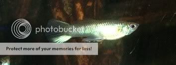 DSCF6602.jpg