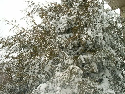 3-13-06WinterStorm017.jpg