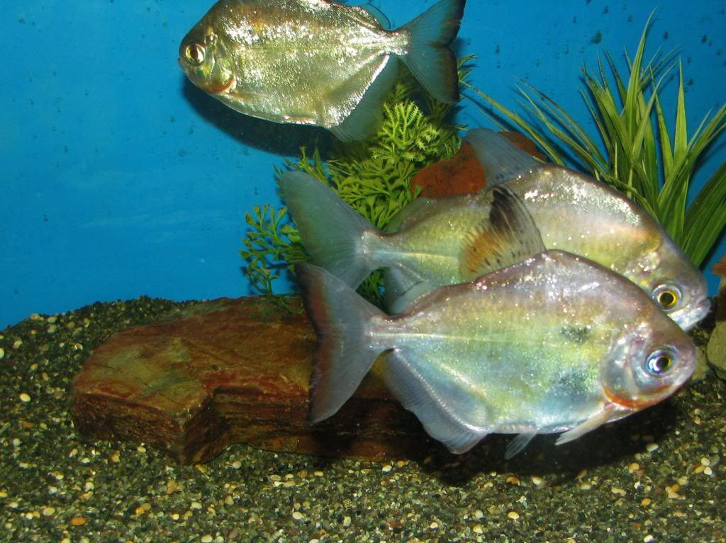 dollarspawn2013036_zpse9cf5581.jpg