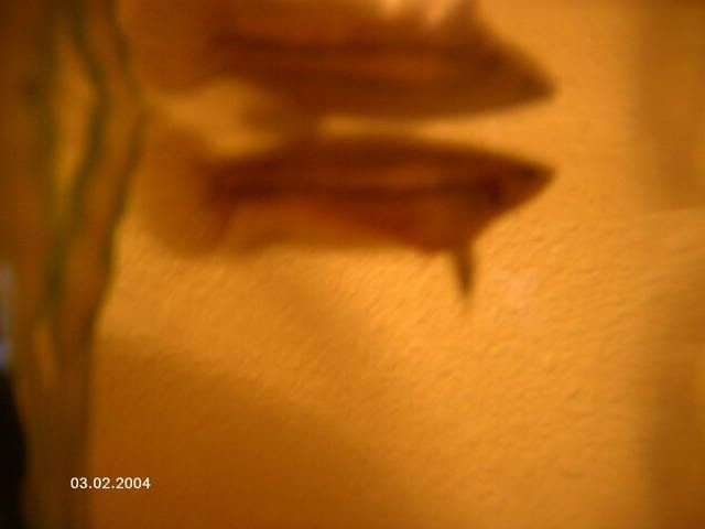 PICT0011.jpg