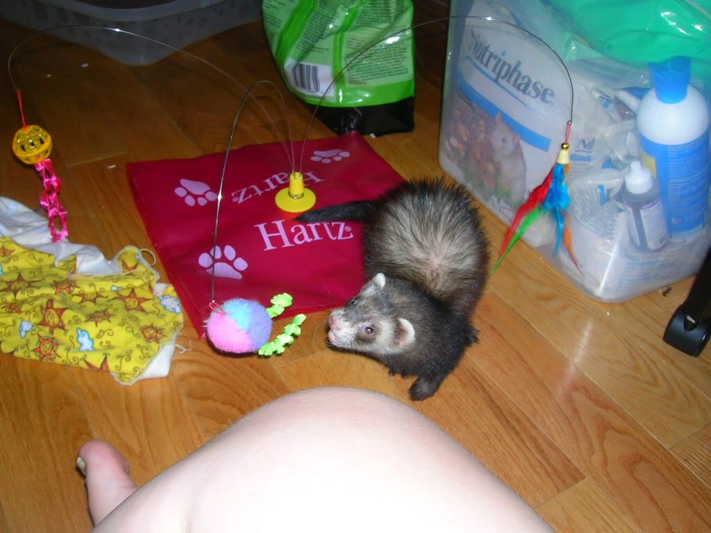 ferrets007.jpg