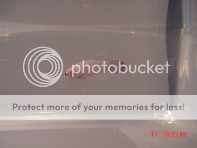 DSC00143.jpg