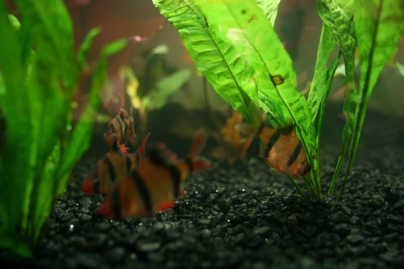 20GallonPlanted43.jpg