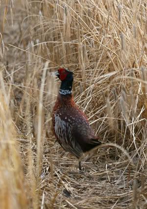 pheasant.jpg